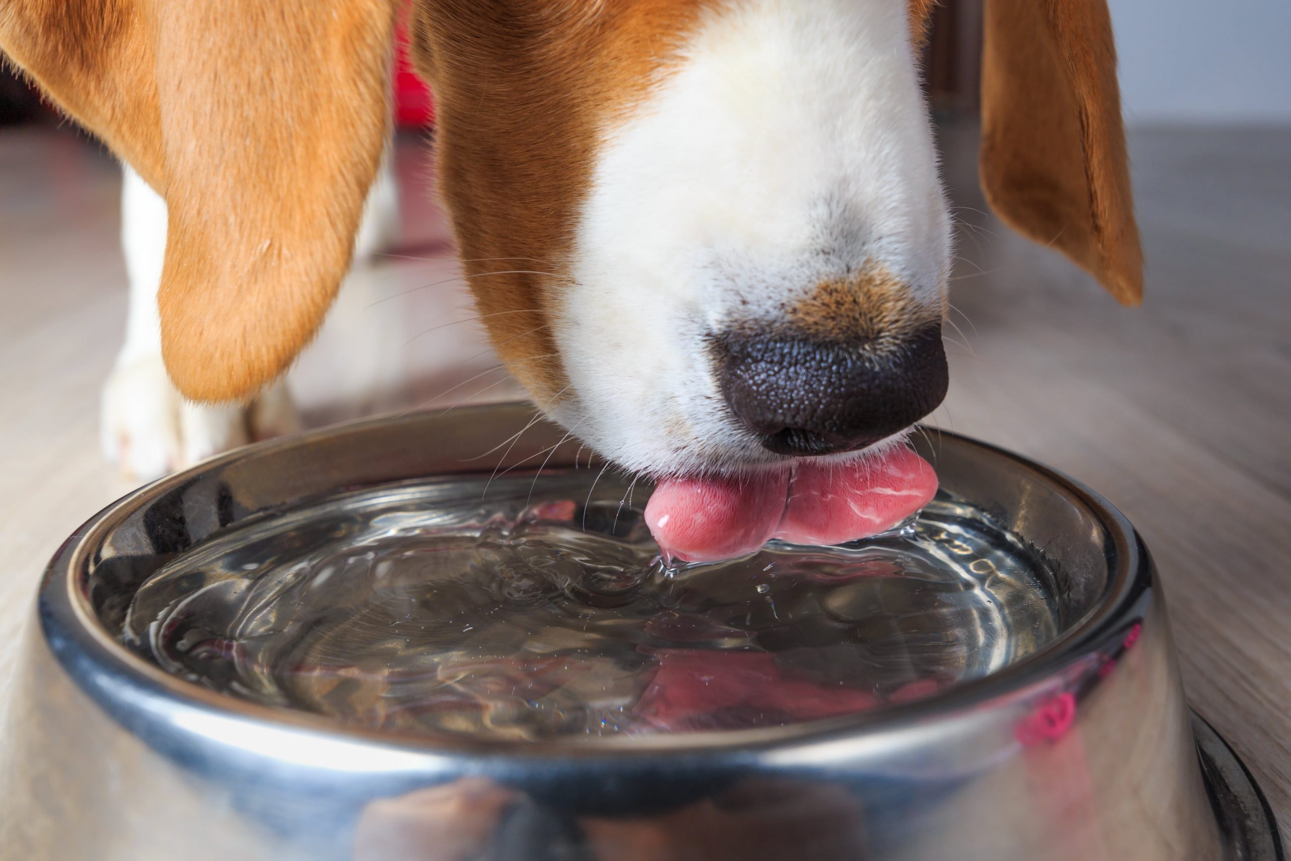 Dog drinking water